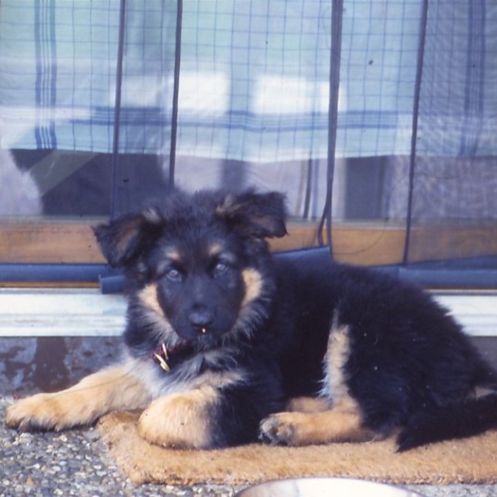 Schäferhundwelpe liegt auf einer Fußmatte vor einer Haustür