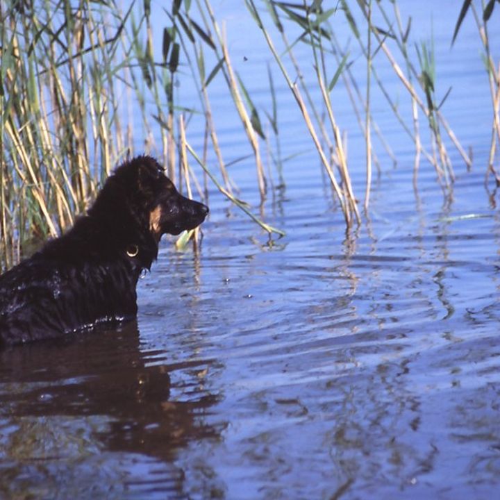 Dunkler Hund sitzt im Wasser vor Schilf