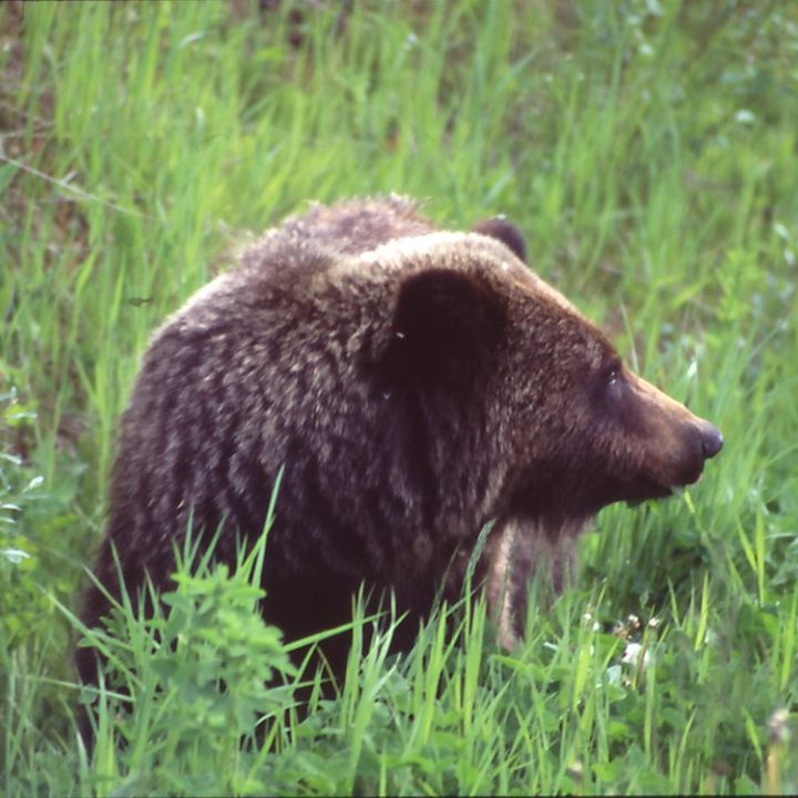 Grizzlybär im Gras, von der Seite