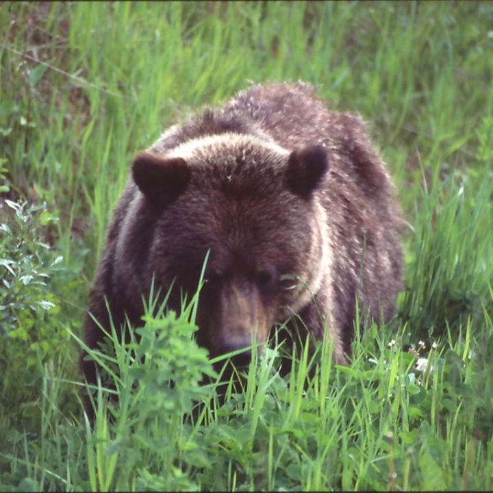 Grizzlybär im Gras, von vorn