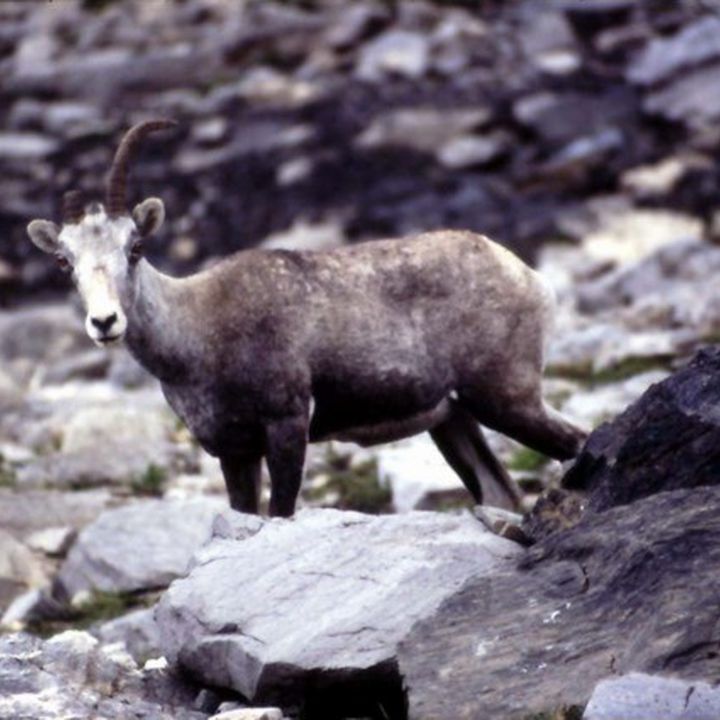 Wildtier steht auf einem Geröllhang