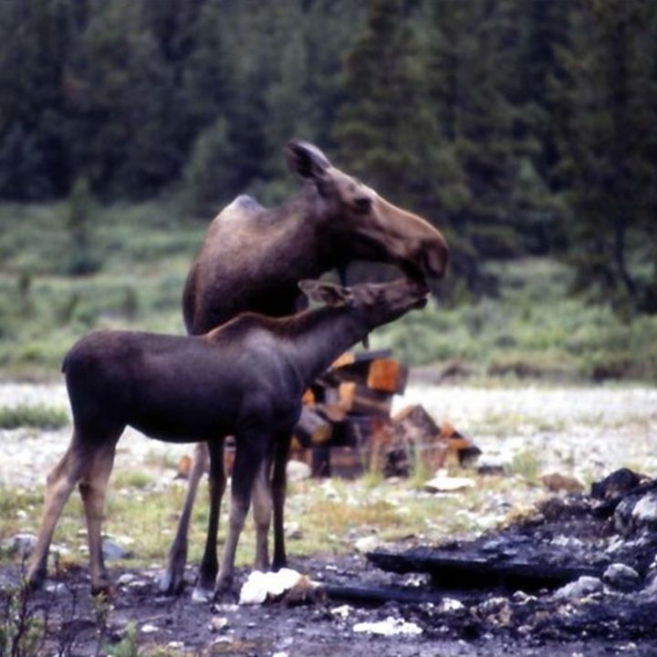 Elchkuh mit Kalb