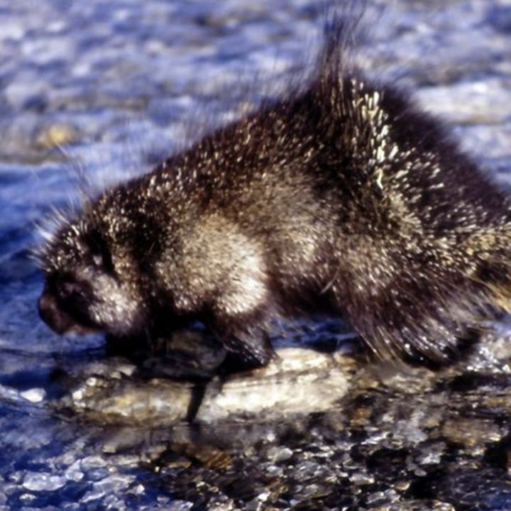 Stachelschwein steht in einem Bach