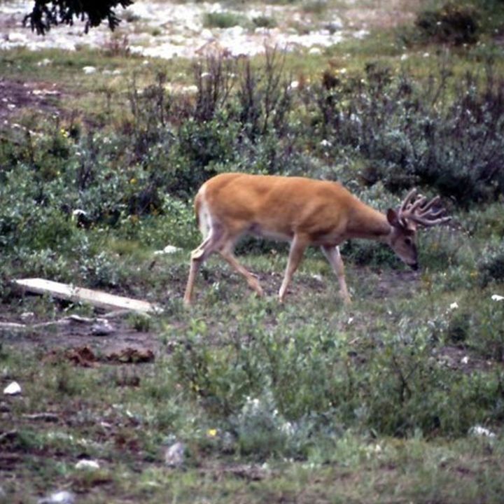 Hirsch auf einer Lichtung am Waldrand