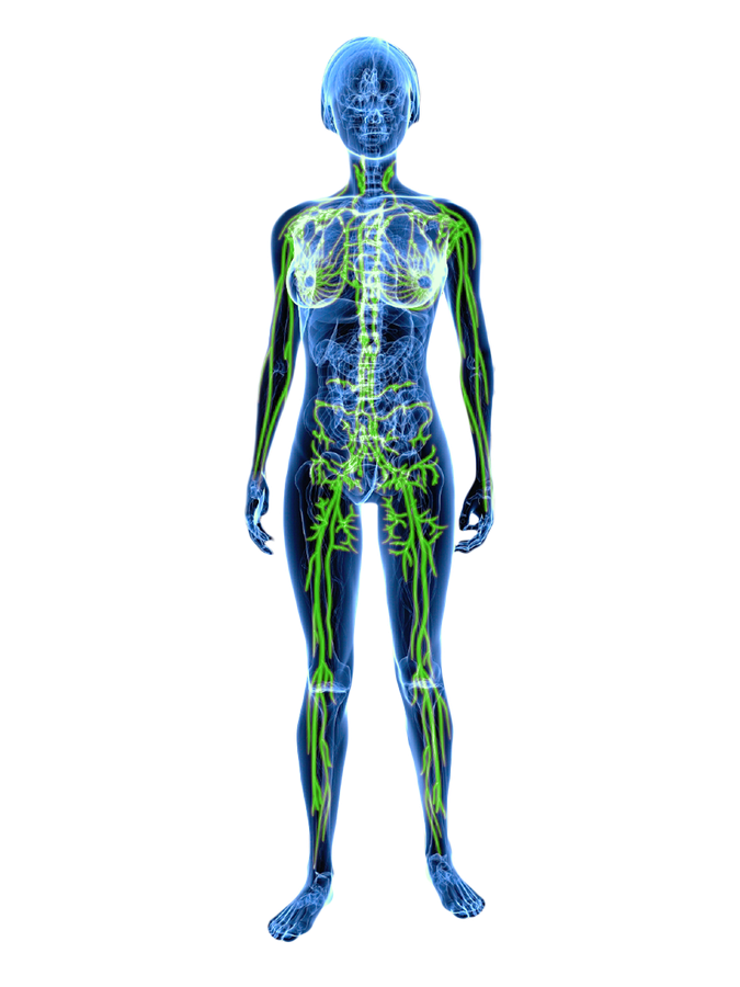 Schematische Darstellung des Lymphgefäßsystems im weiblichen Körper