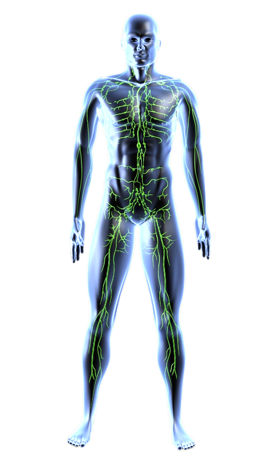 Schematische Darstellung des Lymphgefäßsystems im männlichen Körper